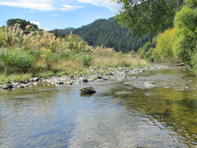 toxic algae promo groom